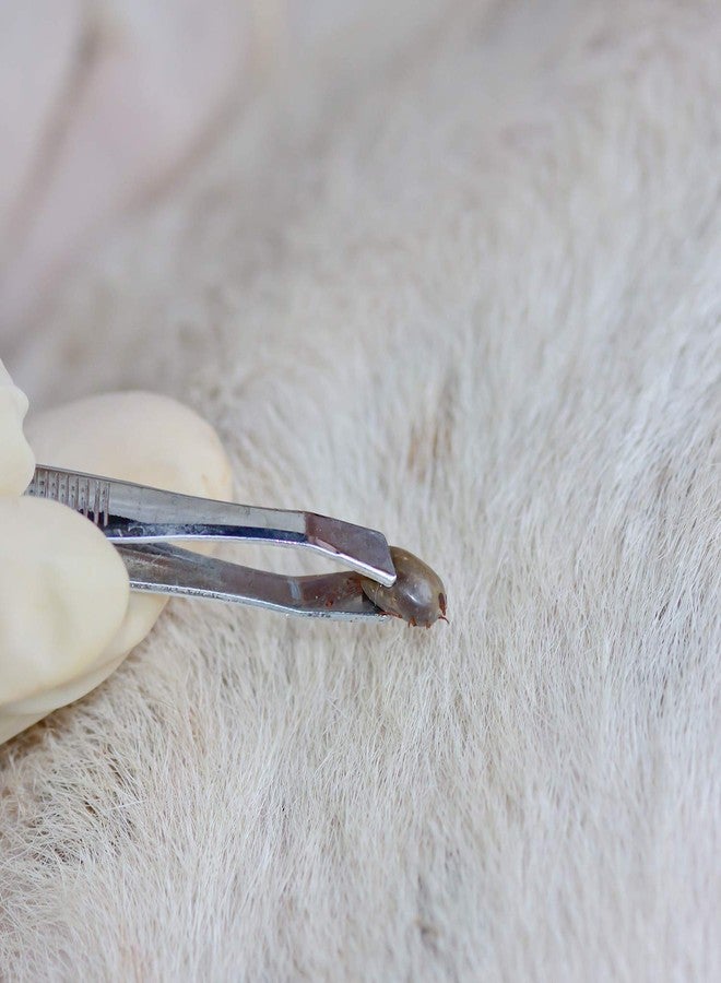 ZIBUYU® 7 Pcs rooming Tools Tick Remover Tool Set for Dogs Cat Pet Lice Remover Tick Tweezer - Image 5